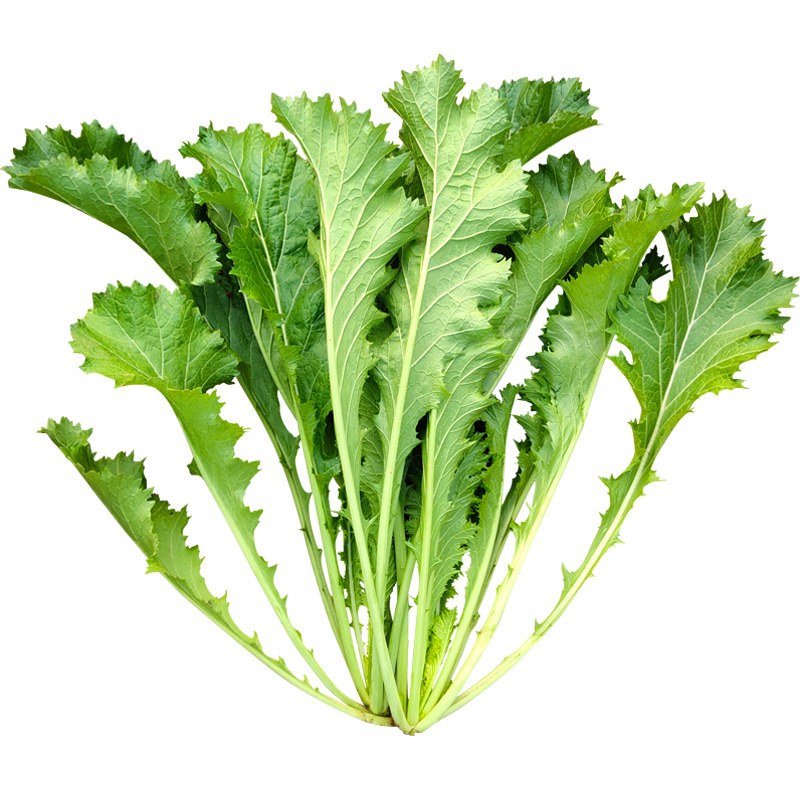 四季雪里蕻雪里红种籽排秋冬季菜籽好评好店